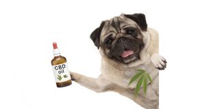 CBD olaj kutyáknak